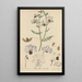 Schizanthus pinnatus - William Jackson Hooker — quadro incorniciato alla parete