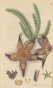 Stapelia hirsuta - William Jackson Hooker — Ansicht des Kunstwerks