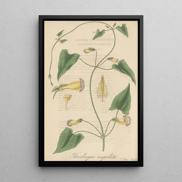 William Jackson Hooker - Thunbergia angulata.webp