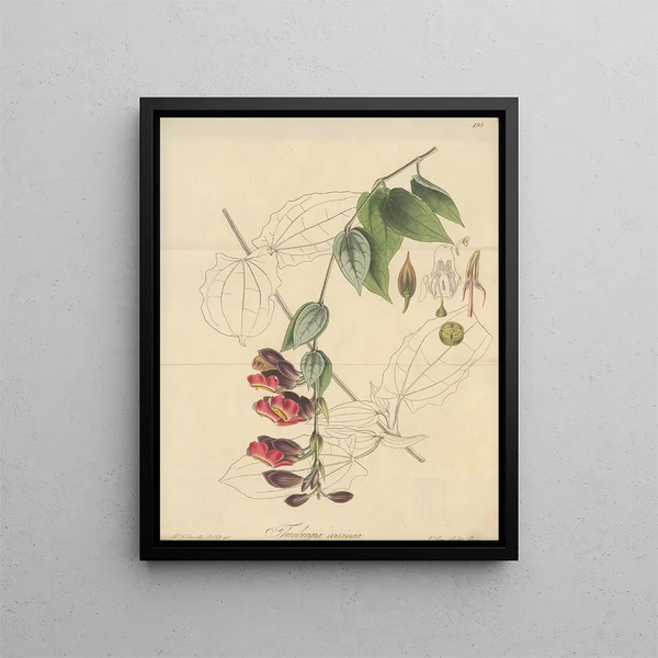 William Jackson Hooker - Thunbergia coccinea.webp
