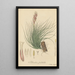 Tillandsia pulchella - William Jackson Hooker — gerahmtes Bild an der Wand