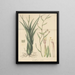 Tillandsia aloifolia - William Jackson Hooker — quadro incorniciato alla parete