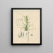 Tillandsia bulbosa - William Jackson Hooker — gerahmtes Bild an der Wand