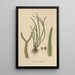 Toenitis graminifolia - William Jackson Hooker — quadro incorniciato alla parete