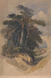 Pins sur Hampstead Heath - William James Müller — vista dell’opera