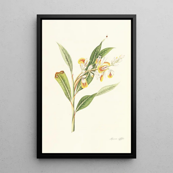 William Roscoe - Monandrian Plants.webp