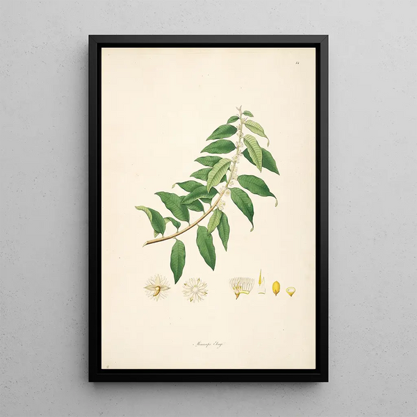 William Roxburgh - Plants of the coast of Coromandel Pl014.webp