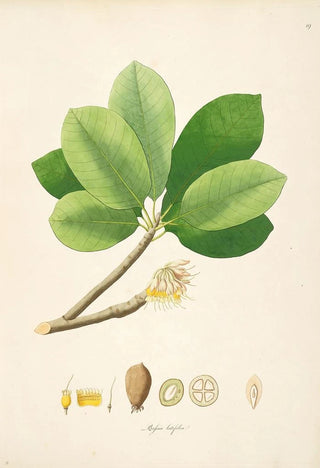 William Roxburgh - Plants of the coast of Coromandel Pl019.webp