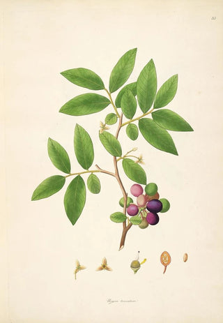 William Roxburgh - Plants of the coast of Coromandel Pl035.webp