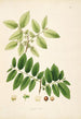 Plantes de la côte de Coromandel Pl048 - William Roxburgh — vista dell’opera