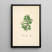 Plantes de la côte de Coromandel Pl055 - William Roxburgh — quadro incorniciato alla parete