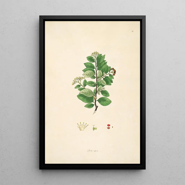William Roxburgh - Plants of the coast of Coromandel Pl055.webp