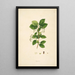 Plantes de la côte de Coromandel Pl056 - William Roxburgh — quadro incorniciato alla parete