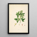 Plants of the Coromandel Coast Pl061 - William Roxburgh — framed artwork on a wall