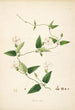 Plantes de la côte de Coromandel Pl067 - William Roxburgh — vista dell’opera
