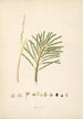 Plantes de la côte de Coromandel Pl074 - William Roxburgh — vista dell’opera