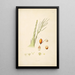 Plantes de la côte de Coromandel Pl075 - William Roxburgh — quadro incorniciato alla parete