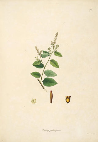 William Roxburgh - Plants of the coast of Coromandel Pl076.webp