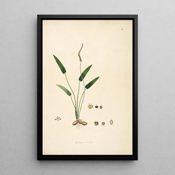 William Roxburgh - Plants of the coast of Coromandel Pl081.webp