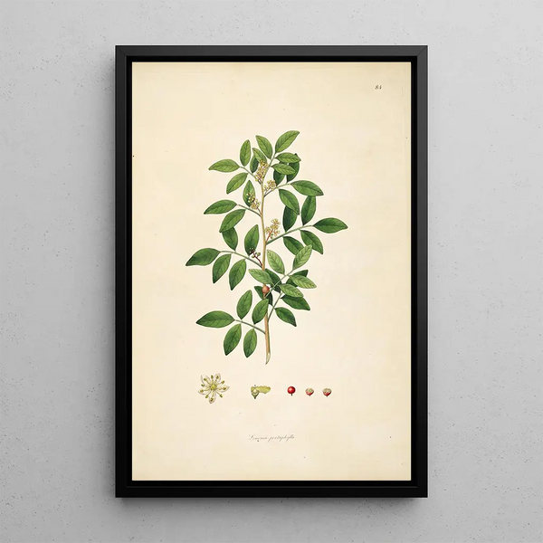 William Roxburgh - Plants of the coast of Coromandel Pl084.webp