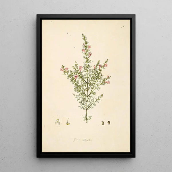 William Roxburgh - Plants of the coast of Coromandel Pl090.webp