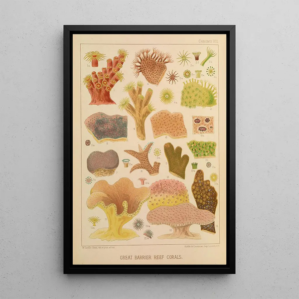 William SavilleKent - Great Barrier Reef Corals II.webp