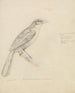 Ein Vogel - William Swainson — Ansicht des Kunstwerks