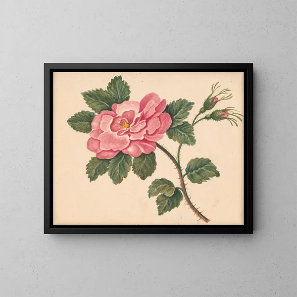 Rosa su uno stelo con foglie e boccioli non aperti - William Wood Thackara — quadro incorniciato alla parete