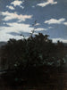 Landschaft mit einem Zaun aus Gestrüpp - Witold Pruszkowski — Ansicht des Kunstwerks