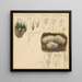 Xylaria hypoxylon Pterula multifida - Hans Walty — quadro incorniciato alla parete