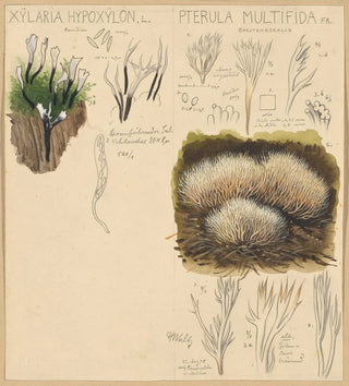 Xylaria hypoxylon Pterula multifida - Hans Walty