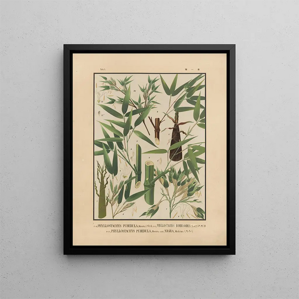 Yasuyoshi Shirasawa - Icones of the bamboos of Japan Nihon chikurui zufu Pl01.webp