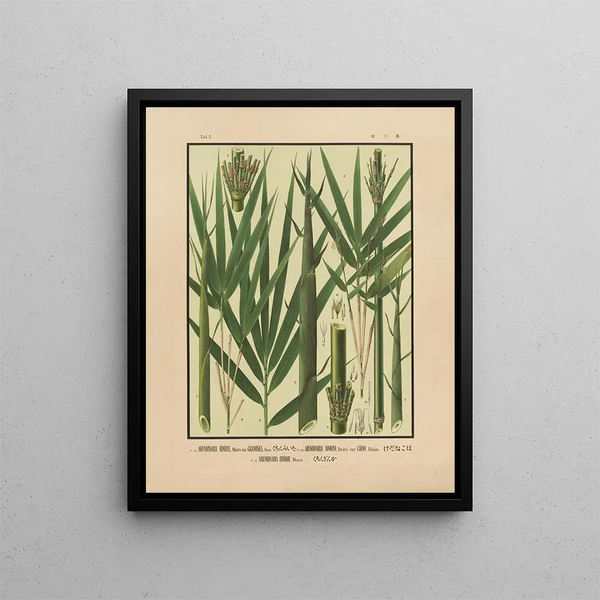 Yasuyoshi Shirasawa - Icones of the bamboos of Japan Nihon chikurui zufu Pl05.webp