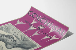 colchi-sal