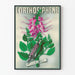 Vintage-Poster L'Orthosiphène Wanddekoration Botanische