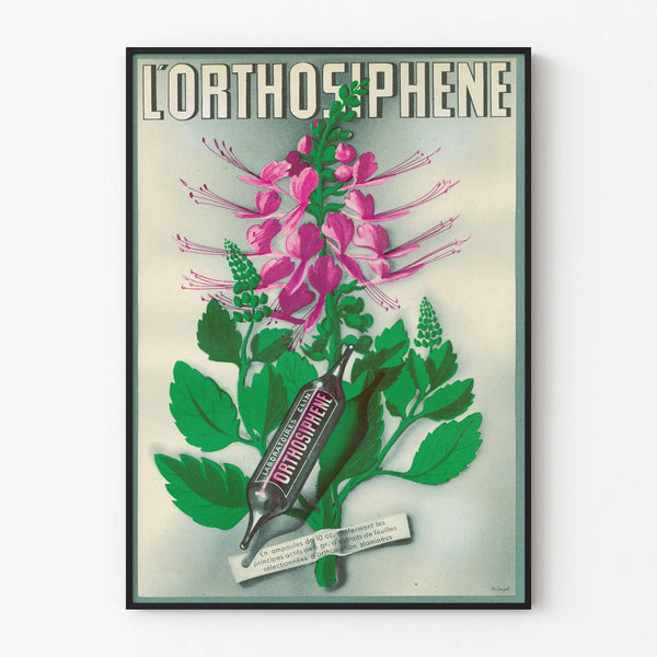 lorthosiphene