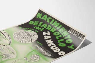 nacimiento-y-desarrollo-del-zancudo