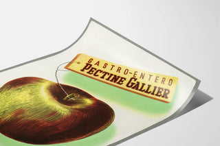 pectine-gallier