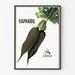 Vintage-Poster Raphabil Sandoz zur Wanddekoration