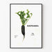 Poster decorativo Raphabil - Ravanello Nero e Fogliame Verde