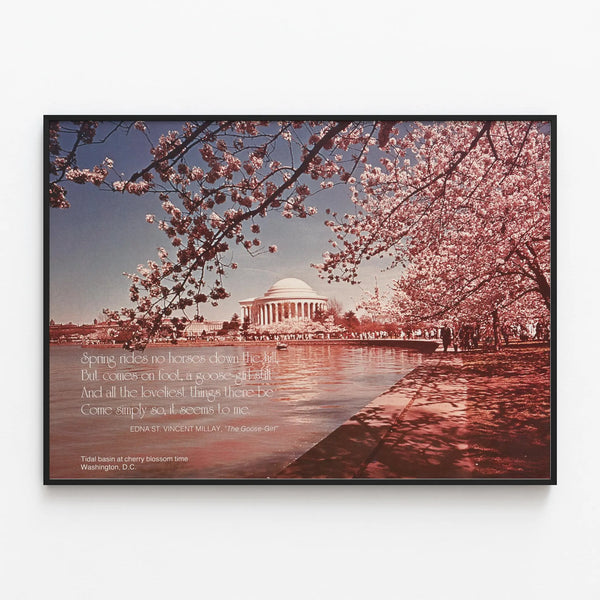 scenically-yours-tidal-basin-at-cherry-blossom-time-washington-dc