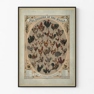 the-poultry-of-the-world-portraits-of-all-known-valuable-breeds-of-fowls