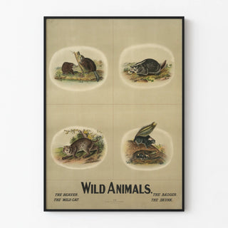 wild-animals